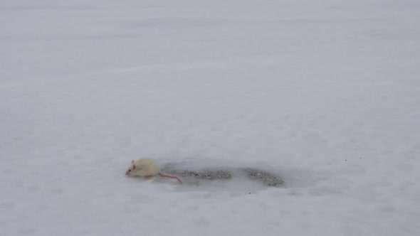 Snowy owl talons grabbing mouse in slow motion