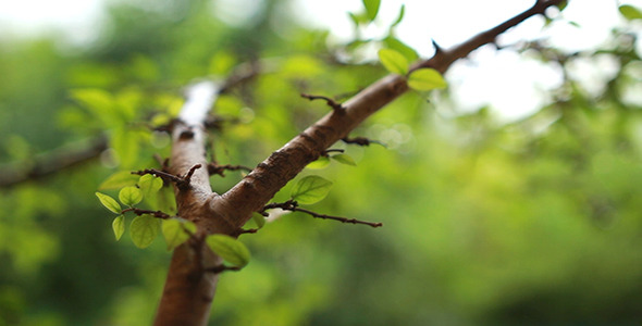 Rain on Leaves