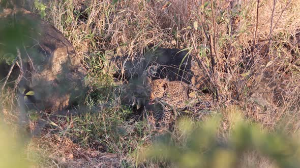 Cute African Leopard cub hidden near den, chews on tall savanna grass