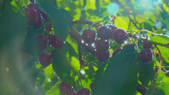 Wet Sunlit Juicy Ripe Cherries on the Background of the Clear Blue Sky