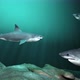 Shark In A Group Of 3 Realistic 3 D Animation  4 K . - VideoHive Item for Sale