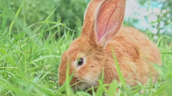 Cute Adorable Red Fluffy Rabbit Sitting on the Green Grass Lawn in the Backyard