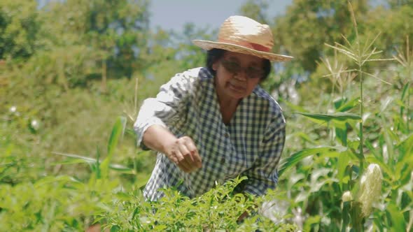 Asian elderly women farming Grow organic vegetables to cook at home.