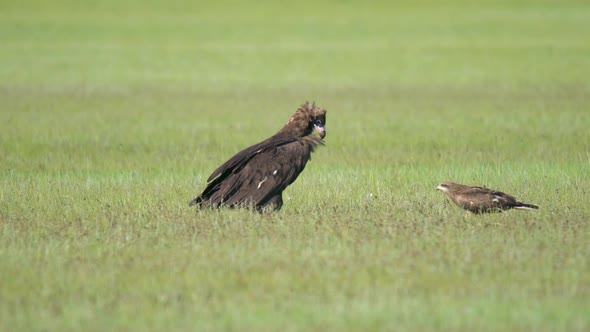 Cinereous Vulture and Hawk Side by Side