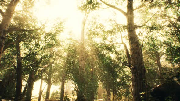 Rays of Sunlight in a Misty Forest in Autumn