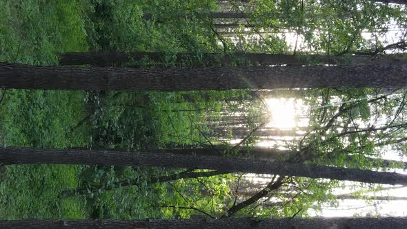 Vertical Video of a Forest with Pine Trees