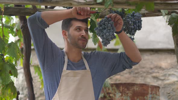 Wine Grape Harvest