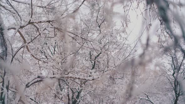 Tree Park with Snow Lying on Long Branches Against Grey Sky