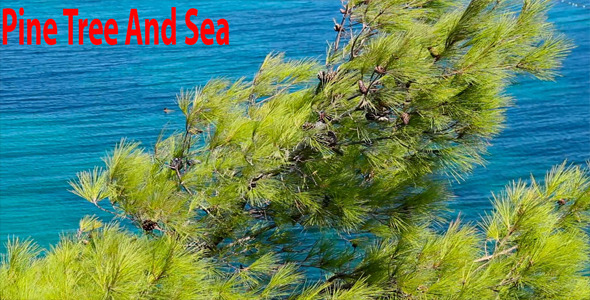 Pine Tree And Sea