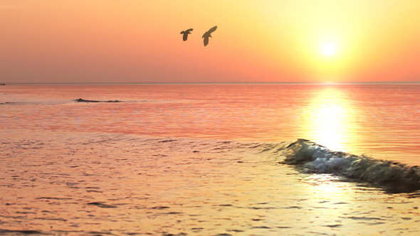 Birds Of The Surf At Sunrise