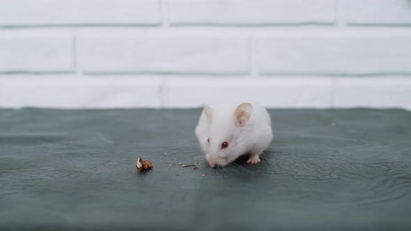 Cute White Hamster Sniffing and Moving Whiskers