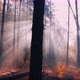 Walking through the foggy autumn forest. - VideoHive Item for Sale
