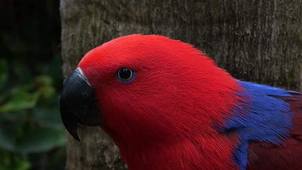 Red-sided eclectus parrot native to the Solomon Islands, Sumba, New Guinea