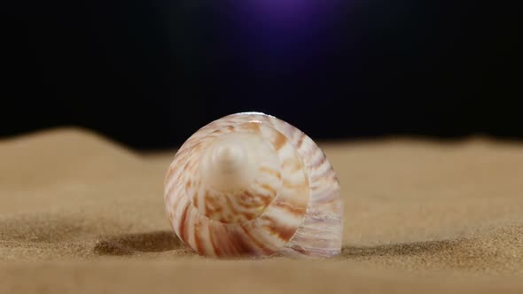 Unusual Pink Marine Seashell on Sand, Rotation, Close Up