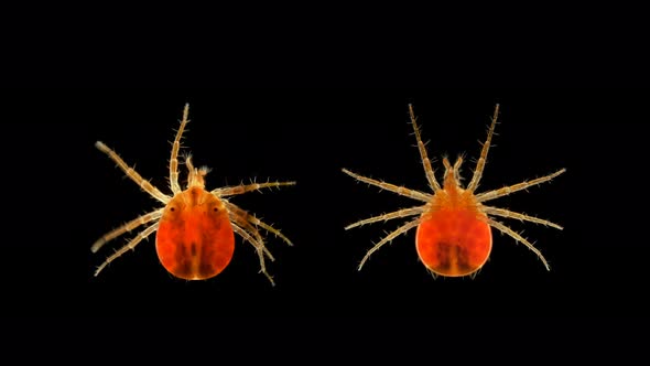 Mite(Acari) Predator Anystis Sp. Under the Microscope, the Anystidae Family