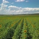 Aerial Landscape with Sunflower Field and Picturesque Cloudy Sky - VideoHive Item for Sale