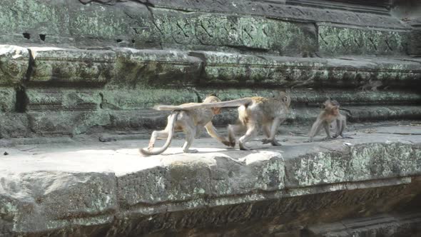 3 Stray Monkeys Along the Cambodian Temple Ruins