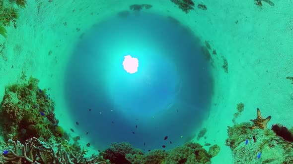 The Underwater World of a Coral Reef. Panglao, Philippines.