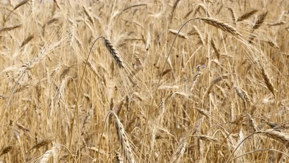 Background of organic wheat golden fields  shallow DOF 2160p 30fps UltraHD footage - Ready for harve
