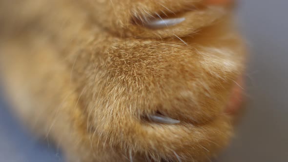 4K, Closeup on a ginger cat's paw with claws retracted