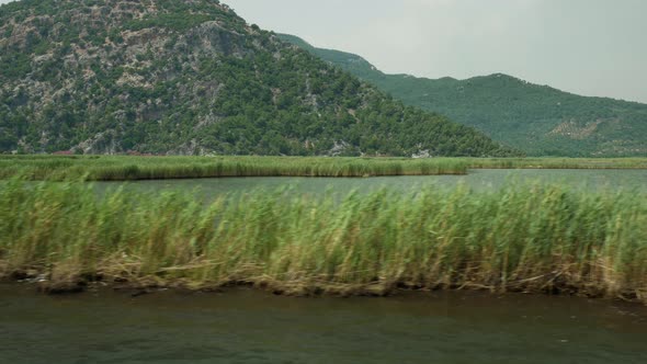 Tall Grass Near The Hills On The Dalyan River