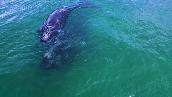 Southern Right whale calf almost gets piggybacked by it's mother below it, aerial