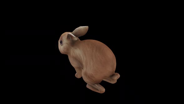 Brown Rabbit Eat Top Angle Back View