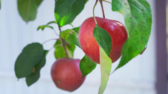 A Red Ripe Apple Swaying in the Wind on a Tree Branch
