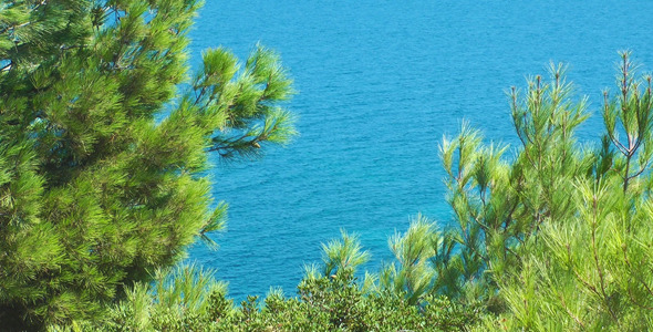 The Tree and the Sea alt