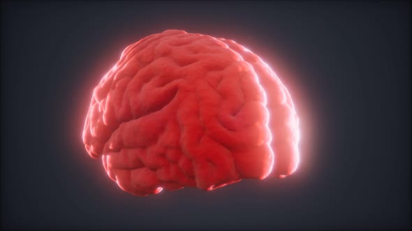 Loop Rotating Human Brain Animation