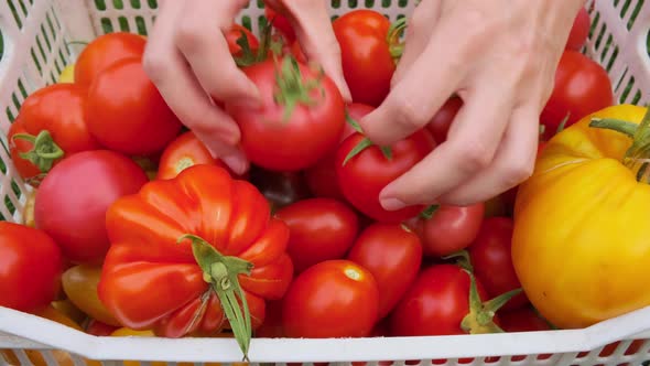 Harvest different types of tomatoes