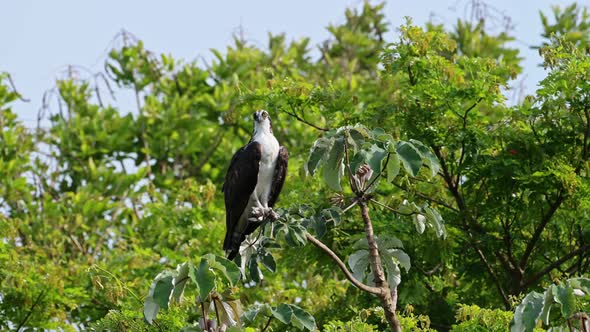 Costa Rica Bird of Prey, Osprey (Fish Hawk), Perched Perching on a Branch High in a Tree, Tarcoles R