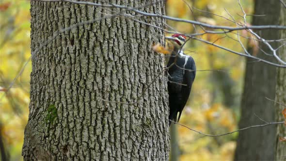 Pileated woodpecker perched, pecking tree trunk. Autumn leaves in background. Close fixed shot