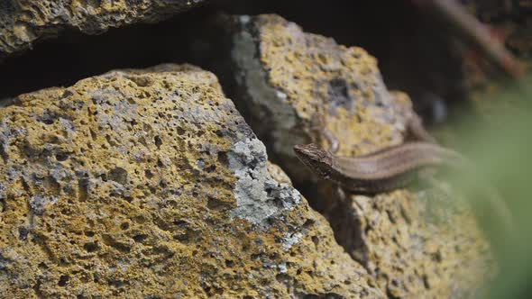 lizard checking for something around him