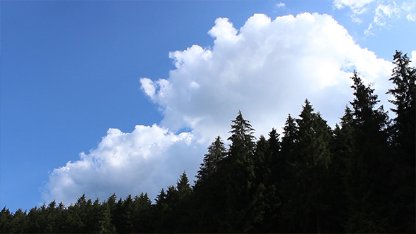 Fluffy White Clouds Out of Forest