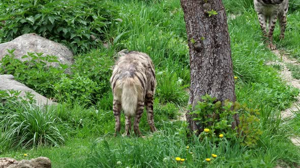 Striped hyena (Hyaena hyaena sultana)	