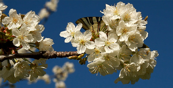 Butterfly On Cherry Flower