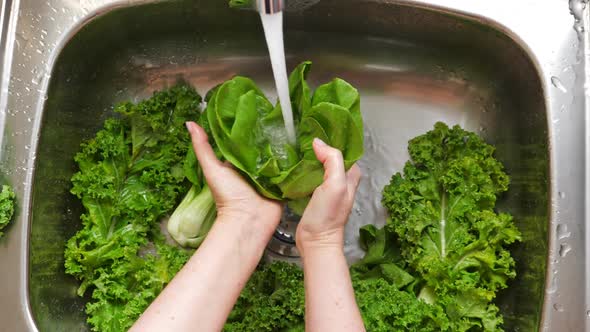 Woman Washing in Water in Sink Green Pok Choy Cabbage Leaves in Kitchen