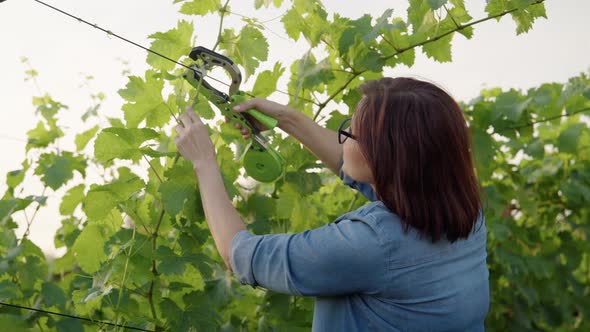 Woman Gardener Farmer Making Garter of Vine Bushes in Vineyard Using Professional Equipment