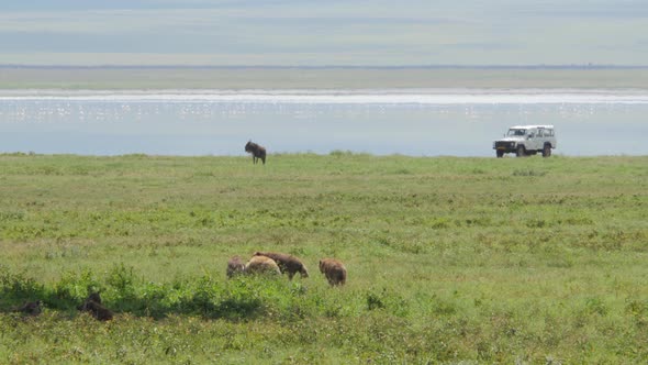 Hyeana walking and searching for prey in Ngorongoro crater Tanzania