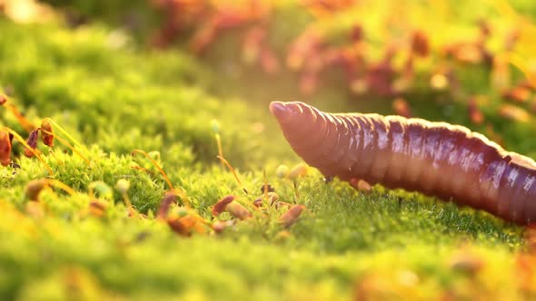 An Earthworm is a Terrestrial Invertebrate That Belongs to the Class Clitellata