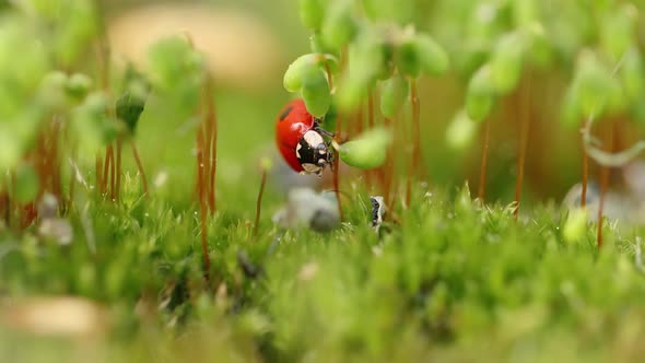 Closeup Wildlife of a Ladybug in the Green Grass in the Forest