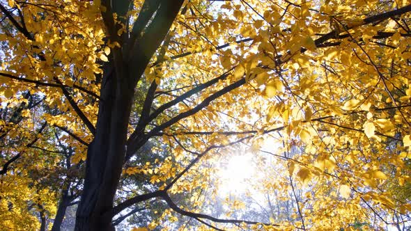 Autumn Treetop Foliage