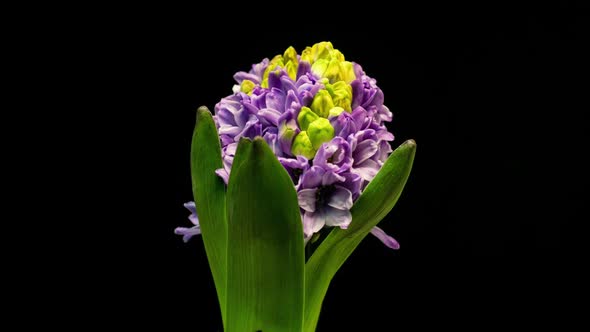 Spring Flowers Hyacinth Opening