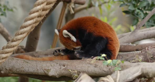 Red panda in zoo park