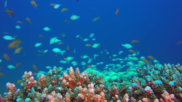 Scalefin Anthias and Blue Green Fish