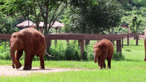 Elephants walking along a fence in slow motion.