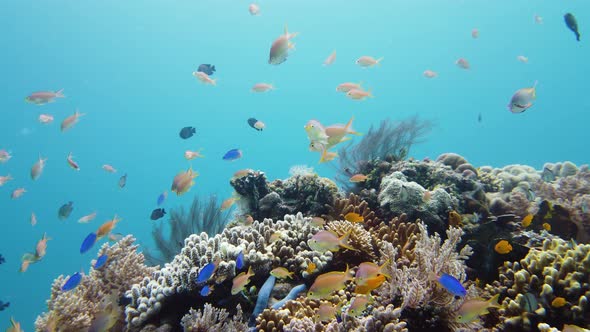 Coral Reef with Fish Underwater