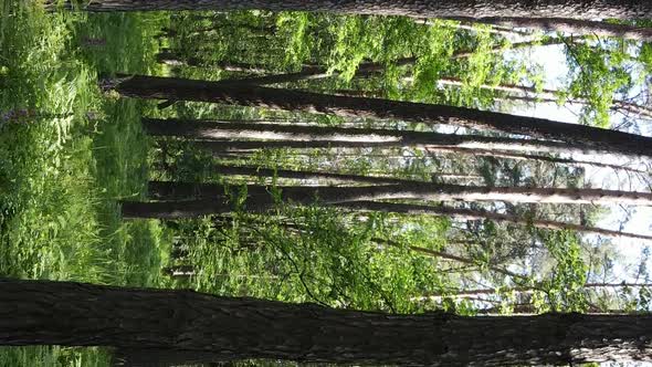 Vertical Video of Forest Landscape in Summer Slow Motion