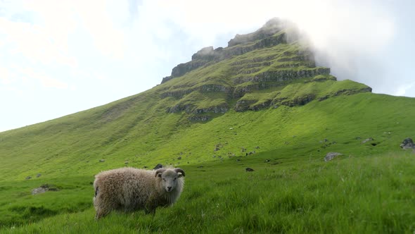 Faroese Sheep Graze on the Green Hills of Kalsoy Island